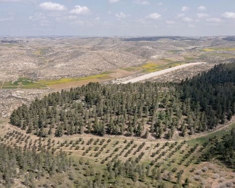 They planted a forest at the edge of the desert. From there it got complicated. Environmental Art Concept, Environmental Art Projects, Environmental Artwork, Desert Forest, Environmental Posters, Define Success, Poster Drawing, Environment Design, Environment Concept Art