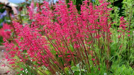 Part Shade Perennials, Part Shade Plants, Full Shade Plants, Ground Orchids, Partial Shade Plants, Rock Plants, Shade Shrubs, Zone 7, Plant Zones