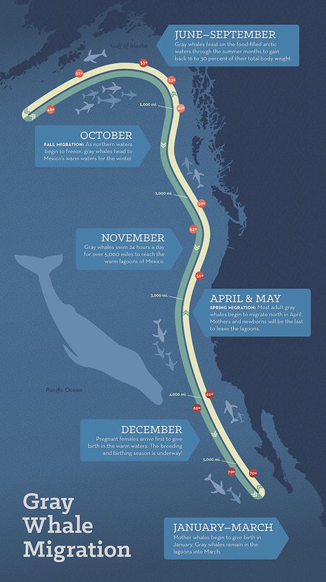 Migration Infographic, Ocean Infographic, Whale Migration, Bowhead Whale, Whale Facts, Ocean Stuff, College Project, Instagram Design Creative, College Projects