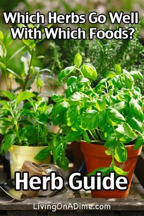 Truck Garden, Herb Guide, Herbs Growing, Fresh Herb Recipes, Cooking With Fresh Herbs, Cooking Herbs, Healthy Herbs, Herb Recipes, Alpine Plants