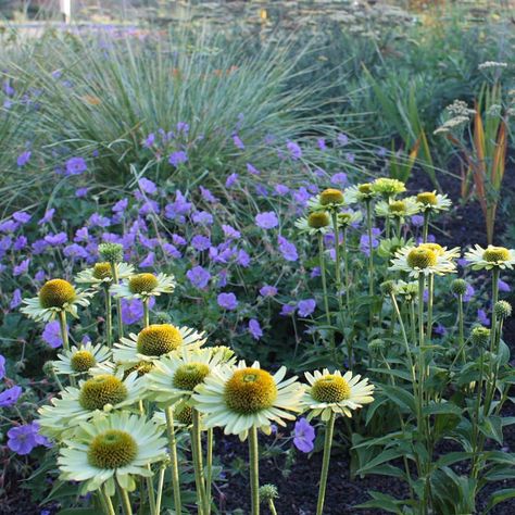 Jelle Grintjes on Instagram: “One of my favorite Echinaceas; .....'Green Jewell'...with Geranium 'Rozanne' at my traffic island. A pic of August. .…” Rozanne Geranium, Butterfly Bushes, Blueberry Patch, Crepe Myrtles, Mini Forest, Geranium Rozanne, Bluestone Patio, Plant Combinations, Perennial Garden