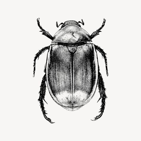 Beetle clipart, drawing illustration vector. Free public domain CC0 image. | free image by rawpixel.com Beetle Bug Drawing, Beetle Illustration Vintage, Beetle Scientific Illustration, Scarab Beetle Drawing, Beetle Drawings, Beetle Sketch, Bug Drawing, Insect Drawing, Beetle Drawing