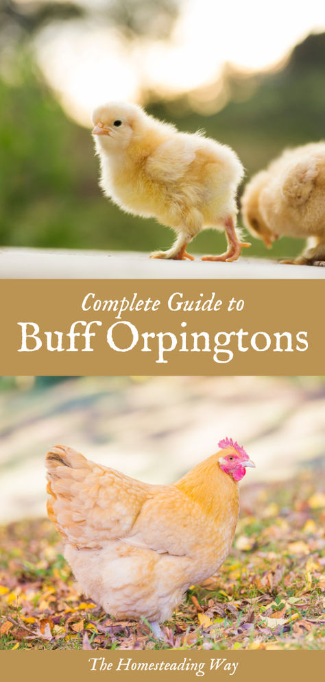 Complete Guide to Buff Orpington Chickens Buff Orpingtons, Buff Chicken, Buff Orpington Hen, Orpington Chickens, Buff Orpington Chickens, Easter Egger Chicken, Baby Chicks Raising, Buff Orpington, Backyard Chicken Farming