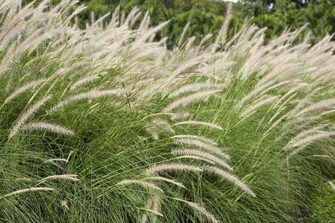 Pennisetum Hameln, Foxtail Plant, Pennisetum Alopecuroides Hameln, Red Edged Dracaena, Foxtail Grass, Pennisetum Alopecuroides, Pennisetum Setaceum, No Mow Grass, Australian Garden Design