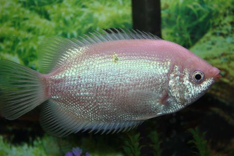 pink kissing gourami Kissing Gourami, Aquarium Store, Types Of Kisses, Aquarium Ideas, Aquariums, Aquarium Fish, How To Stay Healthy, Fish Pet, Mermaid