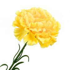 Free Yellow Flower Royalty Free Stock Image - 15527336 Carnation Flower Meaning, Carnation Tattoo, Yellow Carnations, Macro Flower, Daily Page, Carnation Flower, Language Of Flowers, Memorial Garden, Floral Photo