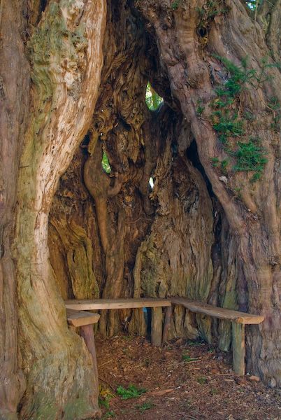 Bench with(in) Yew. Mmm. u. ah. Yew tree, Much Marcle church, Herefordshire Ancient Yew Tree, St Bartholomew, Yew Tree, Old Trees, Ancient Tree, Unique Trees, Hereford, Big Tree, Sacred Places