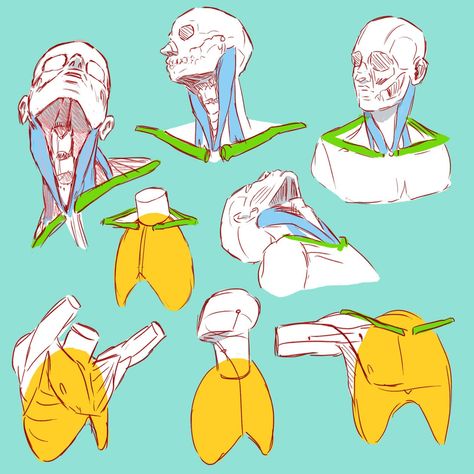 Neck Poses Drawing, Head And Neck Anatomy Drawings, Ergojosh Reference, Neck Tutorial Drawing, Human Neck Anatomy, Neck Anatomy Reference, Holding Fork Reference, Neck Anatomy Drawing, How To Draw Shoulders