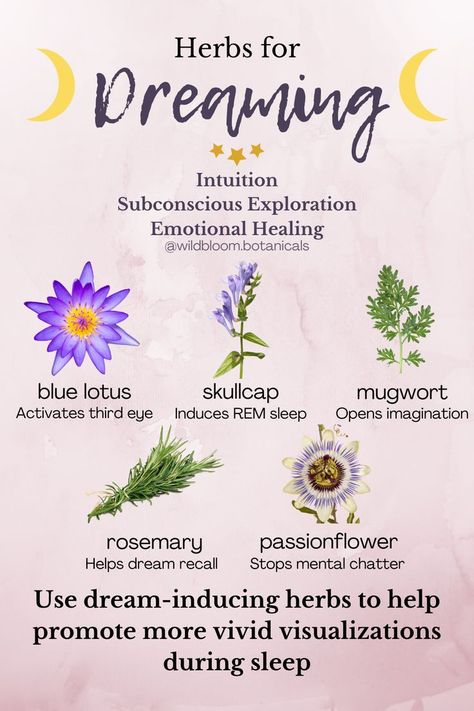 Looking for a way to make your dreaming experience betters? Consider taking a look into these herbs as each one has its own purpose on how to make your dreams soother! #dreams #night #nighttime #healthy #health #healthysleep #healthynap Herbs For Lucid Dreaming, Herbs For Relaxation, Herbs For Dreams, Magical Herbs And Their Uses, Psychoactive Herbs, Herbs For Creativity, Witch Herbs And Their Uses, Herbs For Beauty, Herbs For Memory