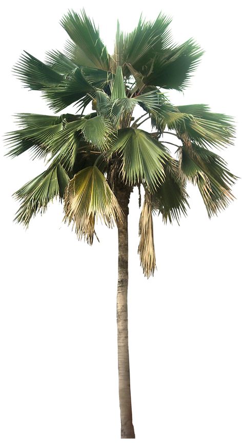 Tree Plan Png, Tree Psd, Tree Photoshop, 2560x1440 Wallpaper, Tree Plan, Palm Tree Art, Photoshop Resources, Fan Palm, Landscape Elements