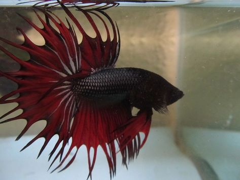 Black And Red Betta Fish, Dragon Betta Fish, Black Dragon Fish, Black Beta Fish, Red Beta Fish, Black Betta Fish, Black Fish Tank, Red Betta Fish, Cool Fish Tank Decorations