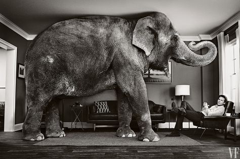 Talk about an elephant in the room... Sam Jones, Vanity Fair Covers, June Gloom, Elephant In The Room, Elephant Room, Asian Elephant, Elephant Art, Bradley Cooper, In The Room