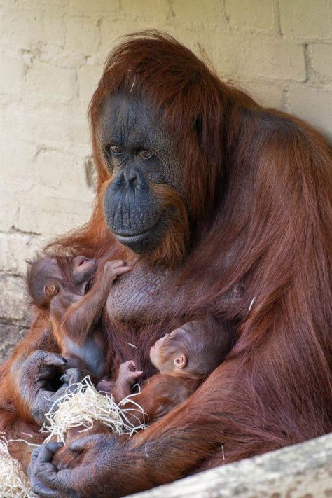 Second endangered Bornean orangutan born at Dudley Zoo | Stourbridge News Ikea Orangutan, Cute Orangutan, Orangutan Photography, Bornean Orangutan, Baby Snow, Baby Snow Leopard, Sumatran Orangutan, Zoo Keeper, Borneo Orangutan Sanctuary