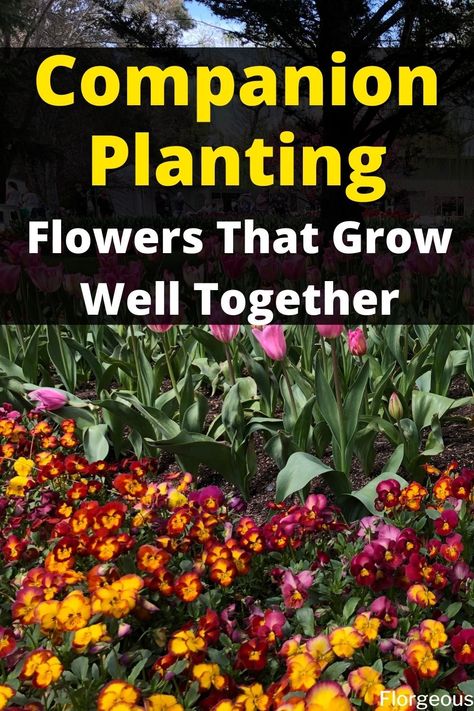 Companion Planting: Flowers That Grow Well Together Petunia Companion Plants, Poppy Companion Plants, Companion Planting Chart Flowers, Zinnia Companion Plants, Petunias Flower Bed Front Yards, Flowers To Plant Together, Petunia Flower Bed, Flower Companion Planting, Perennial Garden Ideas Front Yards