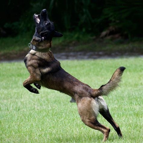 Canine Anatomy, Service Dogs Breeds, Wolf Poses, Belgium Malinois, Animal Poses, Service Dogs Gear, Belgian Malinois Dog, Malinois Dog, Dog Sports