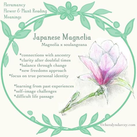 Magnolias Flowers Dictionary, Magnolia Meaning, Blossom Quotes, Japanese Magnolia, Flower Language, Plant Fungus, Flower Meanings, Herbal Magic, Flower Names