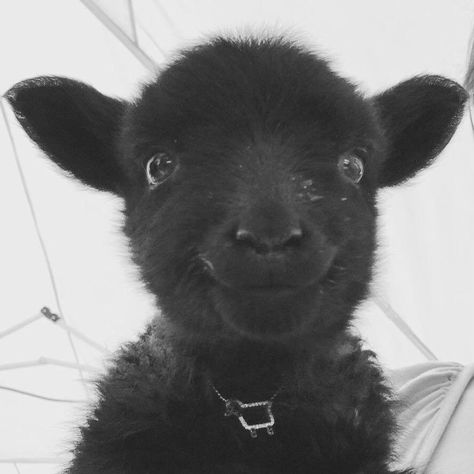 The Black Sheep, Sheep And Lamb, Baby Goats, Black Sheep, Sweet Animals, Animal Photo, 귀여운 동물, Animals Friends, Beautiful Creatures