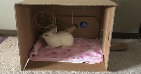 How to make free rabbit toys from toilet roll tubes Toys For Bunny, Diy Playpen, Cardboard Box Fort, Diy Bunny Toys, Bunny Litter Box, Rabbit Diy, Diy Cardboard Toys, Cardboard Diy, Bunny Room