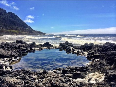 Tide pool, Oregon Coast Tide Pool, Tide Pools, Travel Info, Oregon Coast, Route 66, Newport, Mother Nature, Oregon, Cape