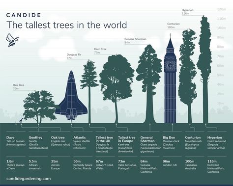 The Tallest Trees in the World #infographic #Trees #Tallest #World Danum Valley Conservation Area, Sequoiadendron Giganteum, Sequoia Sempervirens, Coast Redwood, Weird Trees, Education Infographics, Ancient Kings, Sequoia Tree, Redwood National Park