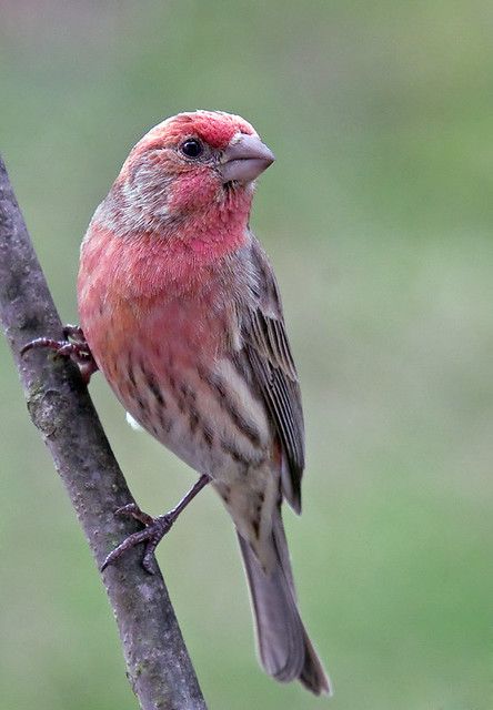 House Finch | House Finch | Al Reid | Flickr House Finch Bird, Florida Birds, Purple Finch, Finch Bird, House Finch, Bird Images, Finches Bird, Bird Photos, Bird Book