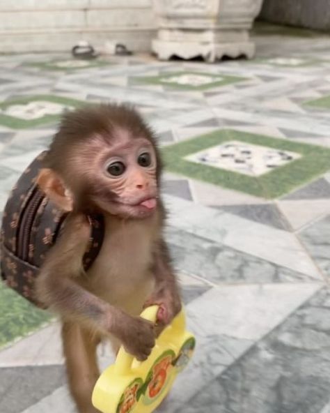 Monkey on Instagram: "This is me going to school, knowing that the lesson started half an hour ago 😭🥲🤪 📹: baby.monkey824 (Dm for credit or removal / All rights® are reserved & belong to their respective owners) 🎁 𝐔𝐧𝐰𝐫𝐚𝐩 𝐬𝐦𝐢𝐥𝐞𝐬 𝐚𝐧𝐝 𝐜𝐨𝐳𝐢𝐧𝐞𝐬𝐬 𝐰𝐢𝐭𝐡 𝐨𝐮𝐫 𝐂𝐡𝐫𝐢𝐬𝐭𝐦𝐚𝐬 𝐡𝐨𝐨𝐝𝐢𝐞 𝐠𝐢𝐟𝐭𝐬! 👕🎄 #monkey #monkeys #cutemonkey #babymonkey #funnymonkey #snowmonkey #ape #gorilla #bestmemes #funny #viral #meme #trending #news #animal #animals #animalphotography #babyanimals #cuteanimal #animallove #wild #wildlife #wildlifephotography #zoo #xmas #christmas 🔥 𝗟𝗜𝗡𝗞 𝗜𝗡 𝗠𝗬 𝗕𝗜𝗢 - 𝗪𝗼𝗿𝗹𝗱𝘄𝗶𝗱𝗲 𝗦𝗵𝗶𝗽𝗽𝗶𝗻𝗴 ✈️" Monkeys Cute, Me And My Monkey, Monkey Meme, Christmas Monkey, Funny Monkeys, Monkey Memes, Monkey Love, Monkey Funny, Baby Monkeys