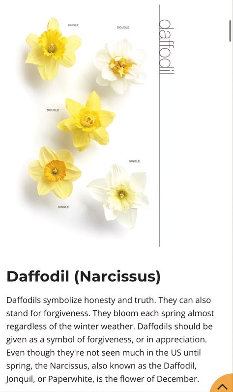 Narcissus Flower, Different Types Of Flowers, Flower Vase Arrangements, Flower Meanings, Nothing But Flowers, Vase Arrangements, Language Of Flowers, Pretty Plants, Types Of Flowers