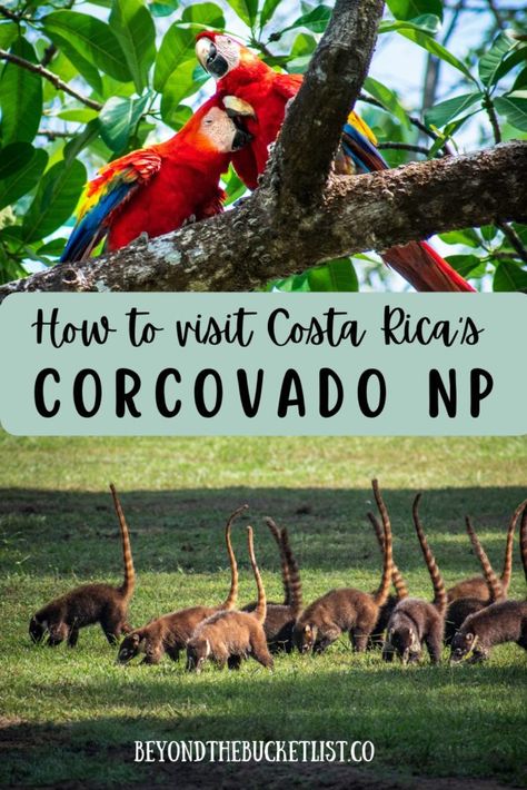 Costa Ric, Corcovado National Park, Visit Costa Rica, Wonderful Nature, Costa Rica Vacation, Costa Rica Travel, Travel Bug, South America Travel, Family Vacations