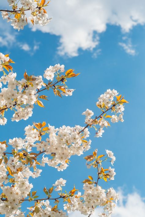 White and yellow flower under blue sky during daytime photo – Free Image on Unsplash Pink Flowering Trees, Cherry Blossom Wallpaper, Spring Images, Spring Pictures, Free Phone Wallpaper, Phone Wallpaper Design, Beautiful Landscape Wallpaper, Phone Wallpaper Images, Flower Phone Wallpaper