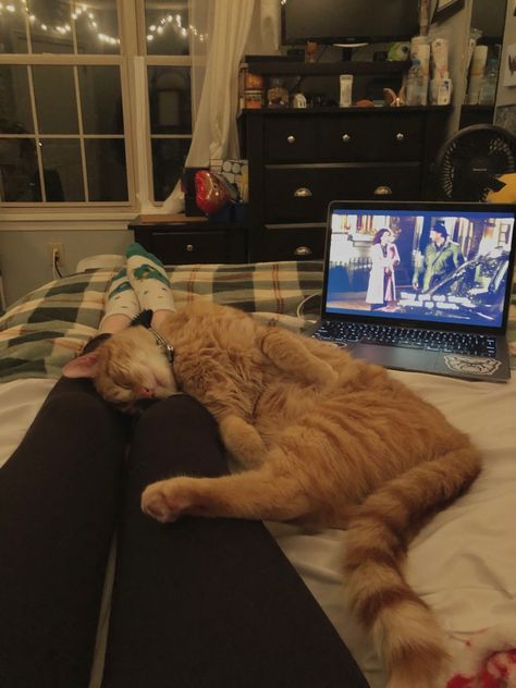 Cozy Cats Aesthetic, Sleeping With Cat Aesthetic, Sleeping Asethic, Cozy Cat Aesthetic, Cat Sleeping Aesthetic, Cozy Sleep Aesthetic, Cat In Lap, Dorm Cat, Home Backyard Ideas