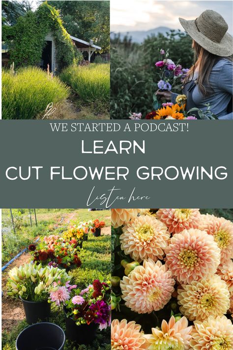 Learn how to start a flower farm, cut N come again flowers, Learn Cut Flower Growing , Flower Farm, How ti grow Beautiful Garden, How to have a successful flower farm, How to grow flowers Backyard Flower Farm, How To Start A Flower Farm, Micro Flower Farm, Starting A Flower Farm, Flower Farm Aesthetic, Flower Farm Layout, Small Flower Garden Ideas, Small Flower Farm, Flower Garden Layouts