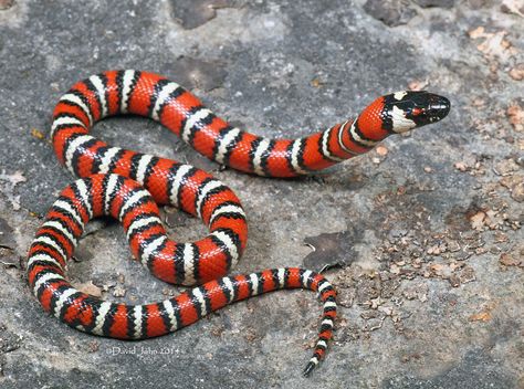 California Mountain Kingsnake (Lampropeltis zonata) | by David A Jahn Colubrid Snakes, California Kingsnake, Baby Ball Python, Snakes For Sale, California Mountain, Danger Noodle, Milk Snake, Baby Snakes, Coral Snake