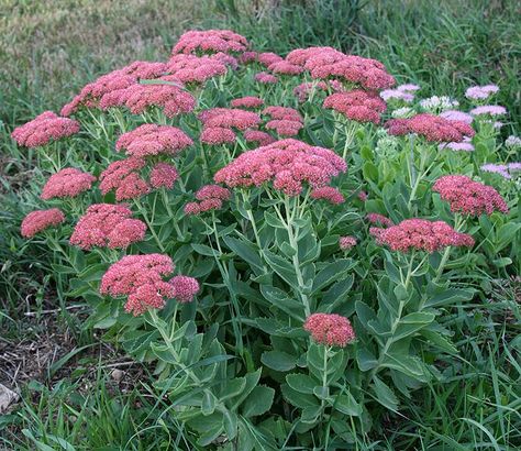 Hylotelephium spectabile - Stonecrop Sedum. Zone 5. Drought resistant. A late season source of pollen and nectar. Bumblebees and honeybees frantically scramble over blossoms to feed on nectar. Hylotelephium Spectabile, Autumn Fire, Blue Plants, Sun Perennials, Garden Shrubs, Master Gardener, Succulent Garden, Garden Borders, Flowers Perennials