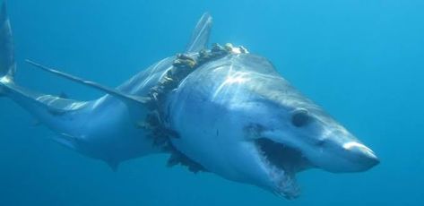 Horrifying Images, Save Sharks, Plastic In The Ocean, Shortfin Mako Shark, Green Future, Shark Conservation, Mako Shark, Ocean Pollution, Marine Ecosystem