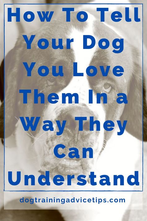 Nanny Dog, Dog Behavior Training, Basic Dog Training, Cairn Terriers, Dog Training Advice, Dog Brain, Pet Tips, Dog Information, Best Dog Training