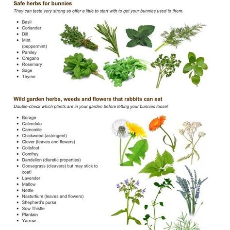 These herbs, weeds, and flowers are SAFE for your BUNNY to eat ... just be sure that they have NOT been sprayed with chemicals. :0) What Bunnies Can Eat, What Rabbits Can Eat, Rabbit Diet Plan, Rabbit Veggie List, Bunny Hacks, Bunny Tips, Bunny Owner, Rabbit Facts, Ruby Rabbit