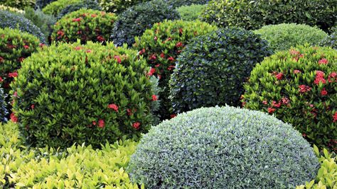 12 Favorite Cold Zone Shrubs | Grow Beautifully Shrubs For Landscaping, Shade Loving Shrubs, Landscaping Shrubs, Landscaping Around Trees, Low Maintenance Shrubs, Bushes And Shrubs, Shade Shrubs, Hedging Plants, Plant Zones