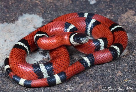 Snake Breeds, Snake Spirit Animal, African Beaded Bracelets, Snake Turtle, Milk Snake, King Snake, Pretty Snakes, Red King, Coral Snake