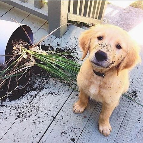 🐶♥😍😍😍😍😍😍😍😍😍😍😍😍😍😍😍😍 Funny Golden Retriever Pictures, Grumpy Dog, Dog Snapchats, Staffy Dog, Shitzu Dogs, Mutt Dog, Cute Puppy Breeds, Golden Retriever Funny, Golden Puppy