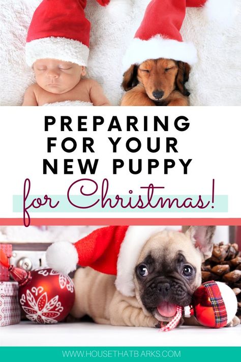 Preparing for your new puppy for Christmas. #dogs, #animals, Dogs at Christmas, #christmas puppies How To Give A Puppy For Christmas, Christmas Puppy Announcement, Christmas Puppy Surprise, Puppy For Christmas Surprise, Surprise Puppy Reveal, Dogs At Christmas, Puppy For Christmas, Puppy Announcement, Puppy Essentials