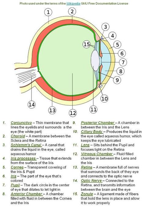 Parts Of The Eye And Functions, Structure Of Eye Notes, Opthalmic Technician, Uni Notes, Optician Training, Cell Biology Notes, Optometry Education, Vet Technician, Learn Biology