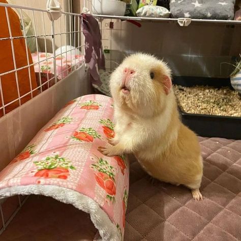 Guniea Pigs Cute, Cute Gunipigs, Gineau Pigs Cute, Cute Guinea Pigs Pictures, Gueina Pigs Aesthetic, Gunia Pig Cute, Ginne Pig Pets, Cute Ginny Pigs, Guniea Pig Aesthetic Cage