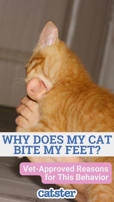 We’ll cover six reasons we believe cats like to bite our feet. We’ll also discuss methods to help prevent it from happening. Unless you enjoy foot attacks and you just want to know why they do it, that is. Biting People, Cat Behavior Problems, Cat Parents, Cat Biting, Cat Parenting, Cat Training, Cat Behavior, My Cat, Funny Cats