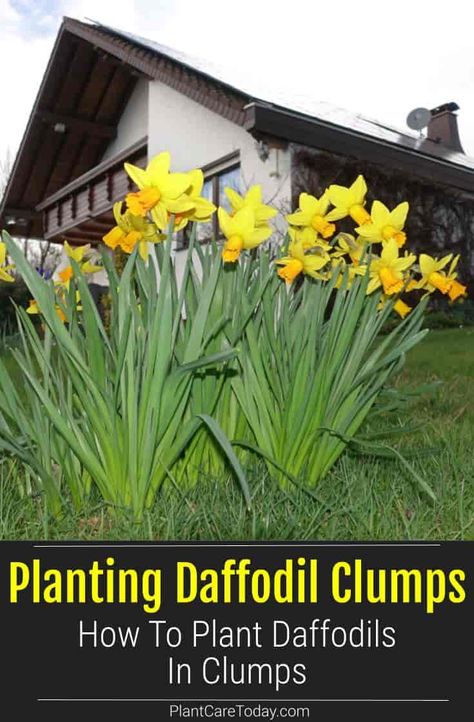 How To Plant Daffodils In Clumps Landscaping With Daffodils, How To Plant Daffodils, Plant Daffodils Bulbs, Daffodils In Garden, Daffodils In Landscape, How To Plant Daffodil Bulbs, Planting Tulips And Daffodils Together, Daffodil Landscaping Ideas, Daffodil Garden Ideas