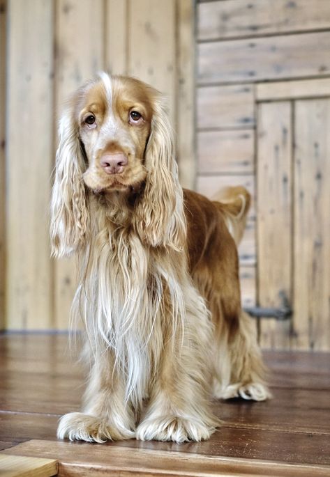 Q&A | What is a sable colour in English cocker spaniels? – PERFECT COCKER SPANIEL Show Cocker Spaniel, Spaniel Cocker, Mexican Hairless Dog, Hairless Dog, Cocker Spaniel Puppies, Cocker Spaniel Dog, English Cocker, Dog Clothes Patterns, Cocker Spaniels