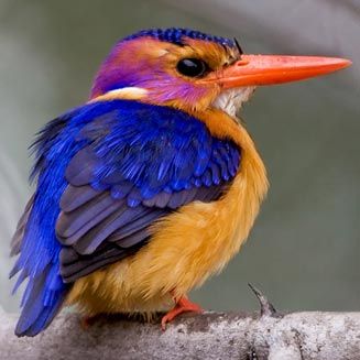 African Pygmy kingfisher. African Pygmy Kingfisher, King Fisher, Bird Sitting, Colorful Bird, Exotic Birds, African Animals, Pretty Birds, Colorful Birds, Cute Birds