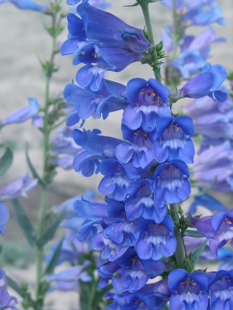 Blue Snapdragon Flowers, Blue Snapdragons, Floral Names, Snap Dragons, Snapdragon Flowers, Hollyhocks Flowers, Partial Shade Plants, Flower Language, Flower Identification