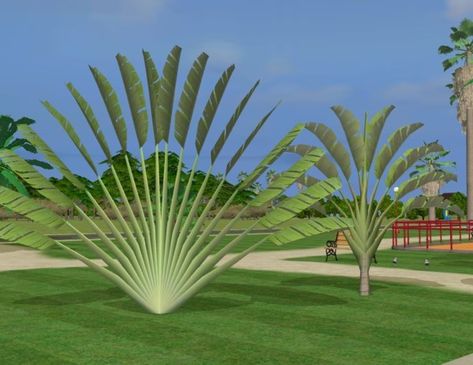 Palm Tree Base Landscaping, Golden Palm Tree Landscaping, Traveler Palm Landscaping, Types Of Palm Trees Outdoor, Travellers Palm Tree, Royal Palm Tree Landscape, Palm Trees Landscaping, Outside Plants, Tropical Garden Design