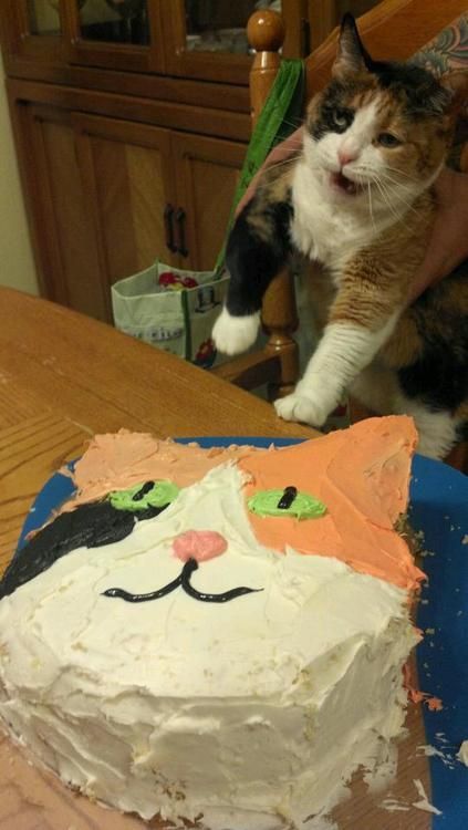 birthday kitten Birthday Cake For Cat, White And Black Cat, Cat Halloween Costume, Cat Cake, Cat Birthday, Silly Cats, Crazy Cat Lady, Crazy Cats, Cat Lady