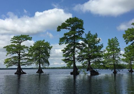 Lake Drummond and Great Dismal Swamp Great Dismal Swamp, Dismal Swamp, Places In America, Wildlife Habitat, Recreational Activities, Amazing Places, New Adventures, Adventure Awaits, Outdoor Travel